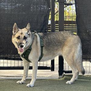 ZEFI, German Shepherd Dog, adult, available for adoption