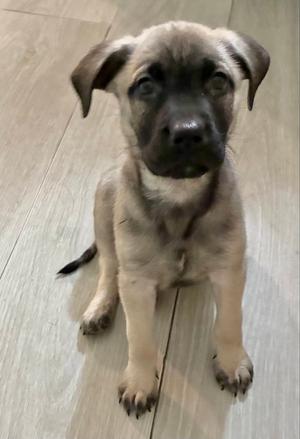 Olive, Black Mouth Cur / Labrador Retriever, puppy, available for adoption