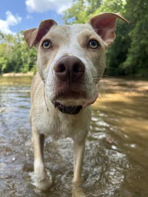 Penelope, Carolina Dog / Terrier, young, available for adoption