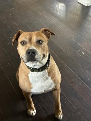 Tank, American Pit Bull Terrier, adult, available for adoption