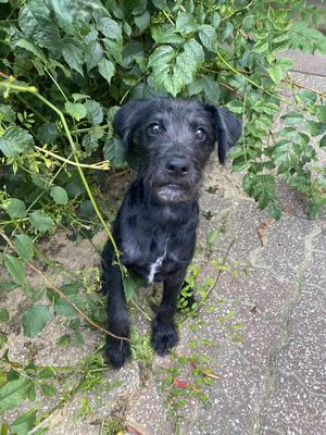 Millie Ann, Wirehaired Fox Terrier / Labrador Retriever, young, available for adoption