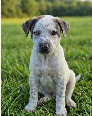 Ranger, Australian Cattle Dog/Blue Heeler / Terrier, puppy, available for adoption