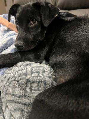 Lucy, Labrador Retriever / Husky, puppy, available for adoption