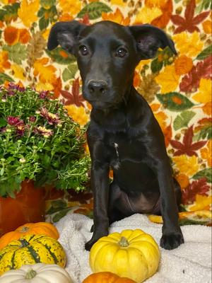 Cami, Labrador Retriever, puppy, available for adoption