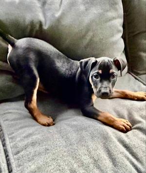 Memphis, Pit Bull Terrier, puppy, available for adoption