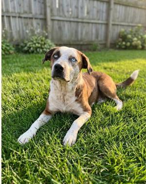 Piper, Australian Cattle Dog/Blue Heeler / Terrier, available for adoption