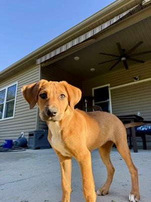 Winnie, Hound, puppy, available for adoption