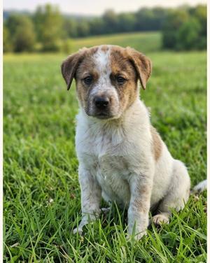 Scout, Australian Cattle Dog/Blue Heeler / Terrier, puppy, available for adoption