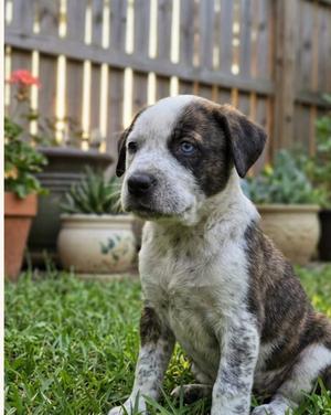 Journey, puppy, available for adoption