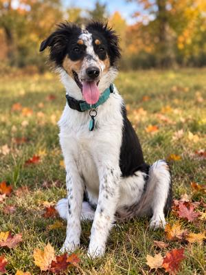 Millie, Australian Shepherd, puppy, available for adoption