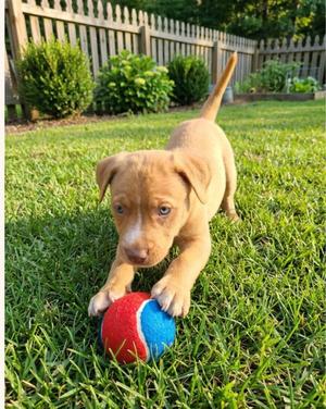 Harley, Australian Cattle Dog/Blue Heeler / Terrier, puppy, available for adoption