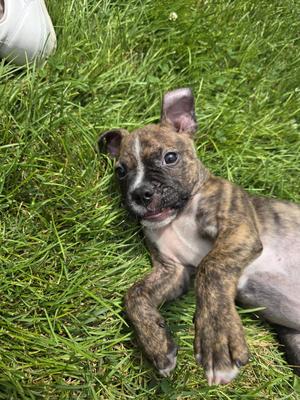 Baxter, Boxer, young, available for adoption