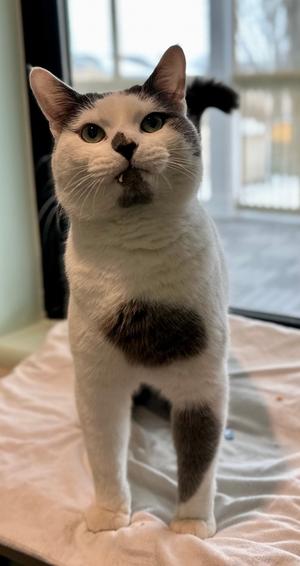 Sherman, senior, available for adoption