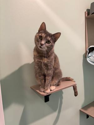 A tortoiseshell cat with grey and orange fur sits on a small shelf mounted on a light green wall, tilting its head.