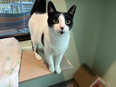 Bellamy, adult, available for adoption