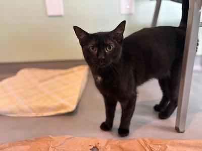Lola, kitten, available for adoption