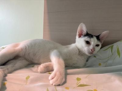 A white cat with black markings is lying on a bed, resting its head on a pillow.