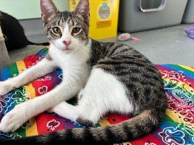 Ed, kitten, available for adoption