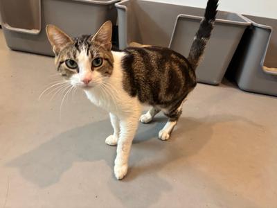 Mr. Rogers, adult, available for adoption