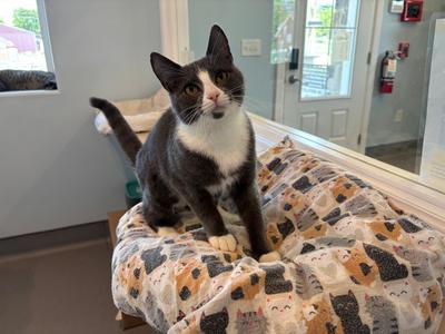 Alice, adult, available for adoption