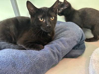 Boo, kitten, available for adoption