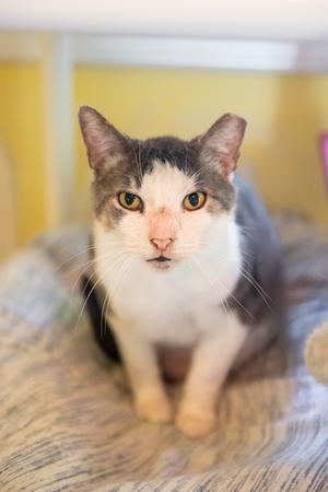 A gray and white cat with yellow eyes sits on a patterned blanket, looking directly at the camera.
