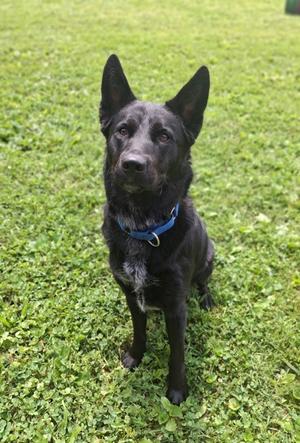 Sonic, Mixed Breed, young, available for adoption