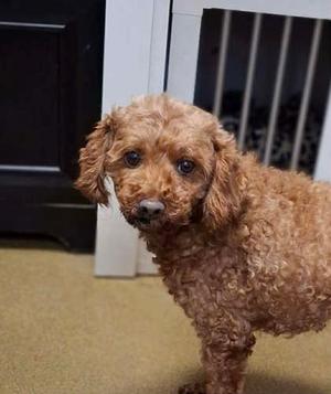 Pumpkin, Poodle - Miniature Mix, adult, available for adoption