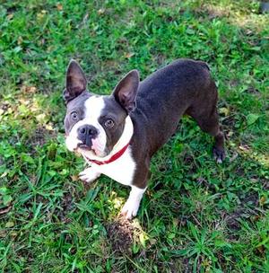 Blue, Boston Terrier, adult, available for adoption