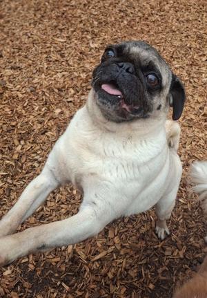 Mocha, Pug, senior, available for adoption