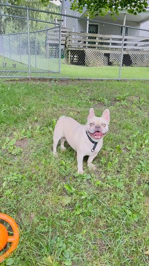A light-colored French bulldog standing on a grassy lawn, wearing a black collar, with a chain-link fence and a house in the background.