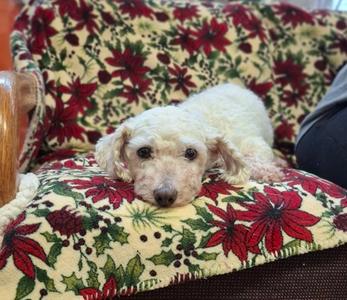 Sammy, Bichon Frise, senior, available for adoption