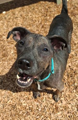 Shadow, Mixed Breed, senior, available for adoption