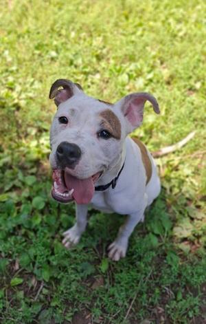 Jett, Pit Bull Terrier, young, available for adoption