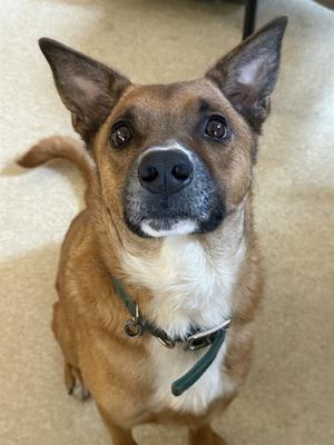 BANDICOOT, German Shepherd Dog, adult, available for adoption