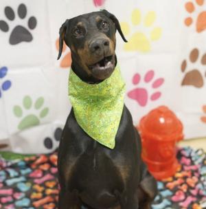 ROCKY, Doberman Pinscher, adult, available for adoption