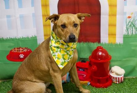 LUNA, Pit Bull Terrier, adult, available for adoption