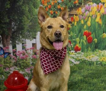 REESE, German Shepherd Dog / Labrador Retriever, adult, available for adoption