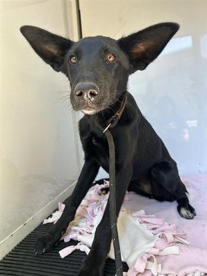 NUNU, German Shepherd Dog, puppy, available for adoption