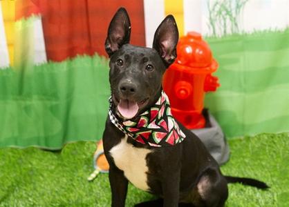 CERTINA, German Shepherd Dog, puppy, available for adoption