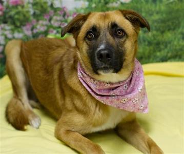 INDY, German Shepherd Dog, adult, available for adoption