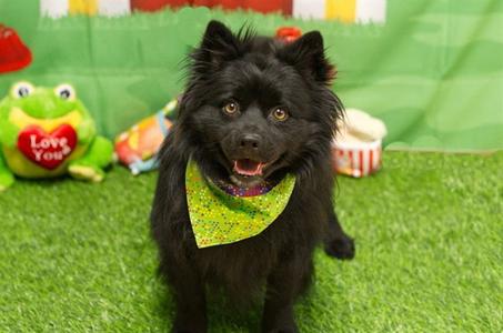 BOB MARLEY, Pomeranian, adult, available for adoption
