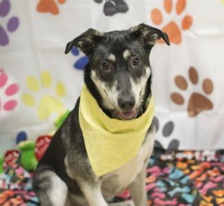 PEPPER, Siberian Husky / German Shepherd Dog, young, available for adoption
