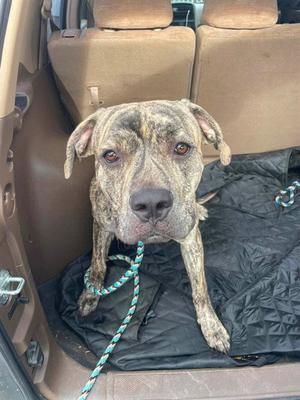BAXLEY, Mastiff, adult, available for adoption