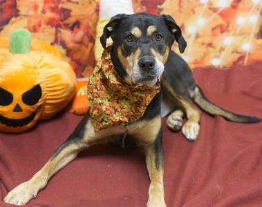 SADIE, Labrador Retriever / Rottweiler, adult, available for adoption