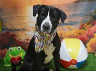 JJ, Labrador Retriever / Chinese Shar-Pei, adult, available for adoption