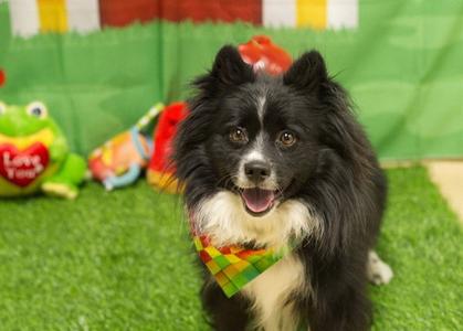 PEPE, Pomeranian, adult, available for adoption