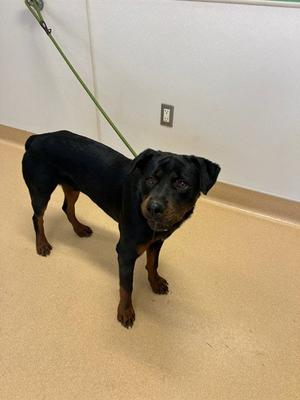 REMY, Rottweiler, young, available for adoption