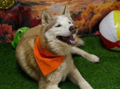 LUCKY, Siberian Husky, adult, available for adoption