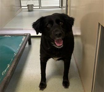EMMA, Border Collie, adult, available for adoption